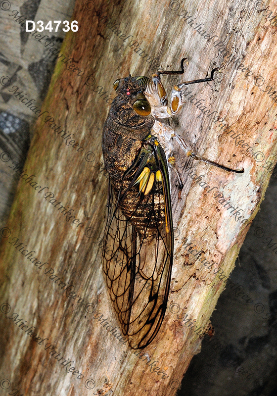 Quesada gigas (Giant Cicada)